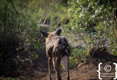 Full African wild dog pack Madikwe Game Reserve one of 450 left South Africa