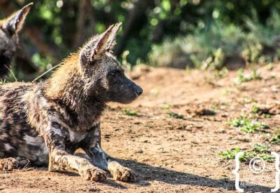 Full African wild dog pack Madikwe Game Reserve one of 450 left South Africa
