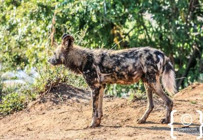 Full African wild dog pack Madikwe Game Reserve one of 450 left South Africa