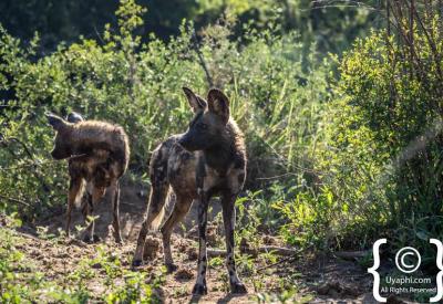 African wild dog pack resting northern Madikwe Game Reserve South Africa safari