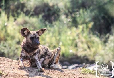 African wild dog pack running Madikwe Game Reserve South Africa rare wildlife sighting