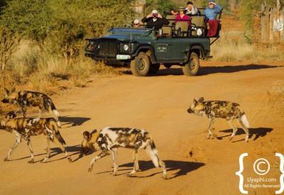 African wild dog pack running Madikwe Game Reserve South Africa rare wildlife sighting