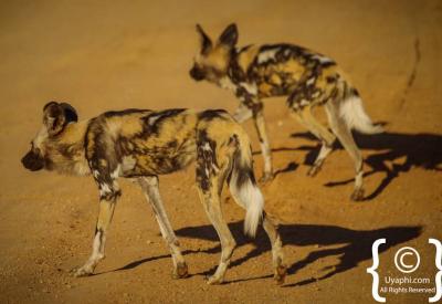 African wild dog pack running Madikwe Game Reserve South Africa rare wildlife sighting