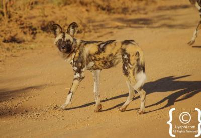 African wild dog individual portrait Madikwe Game Reserve endangered South Africa