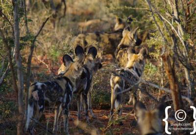 African wild dog individual portrait Madikwe Game Reserve endangered South Africa