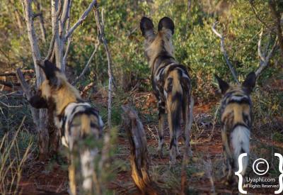 African wild dog individual portrait Madikwe Game Reserve endangered South Africa