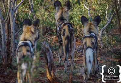 African wild dog in northern Madikwe Game Reserve bushveld South Africa