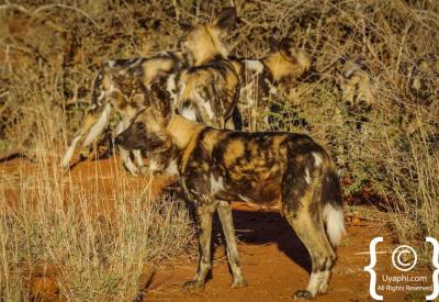 African wild dog in northern Madikwe Game Reserve bushveld South Africa