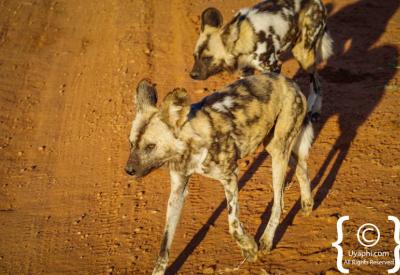 African wild dog pack feeding behaviour Madikwe Game Reserve South Africa