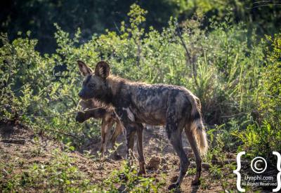 African wild dog pack resting northern Madikwe Game Reserve South Africa safari