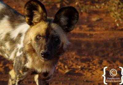 African wild dog pack feeding behaviour Madikwe Game Reserve South Africa