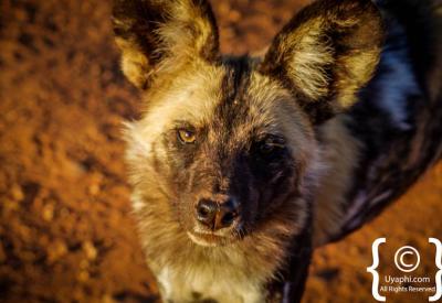 African wild dog pack feeding behaviour Madikwe Game Reserve South Africa