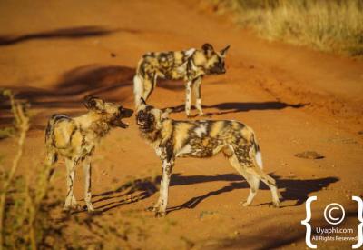 Rare African wild dog sighting Madikwe Game Reserve malaria-free South Africa safari