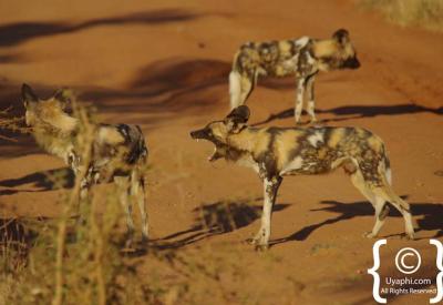 Rare African wild dog sighting Madikwe Game Reserve malaria-free South Africa safari