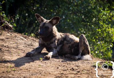 African wild dog close-up portrait Madikwe Game Reserve South Africa endangered wildlife
