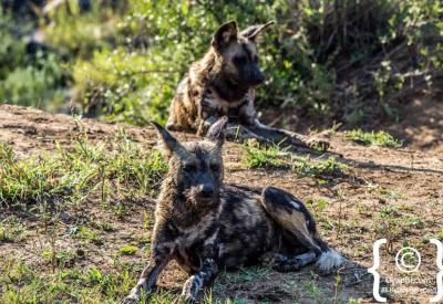 African wild dog close-up portrait Madikwe Game Reserve South Africa endangered wildlife