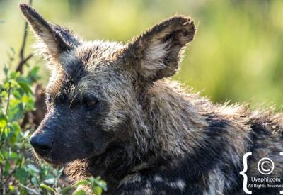 African wild dog close-up portrait Madikwe Game Reserve South Africa endangered wildlife