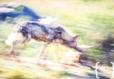 African wild dog pack on the move Madikwe Game Reserve North West South Africa