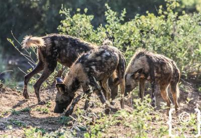 African wild dog pack on the move Madikwe Game Reserve North West South Africa