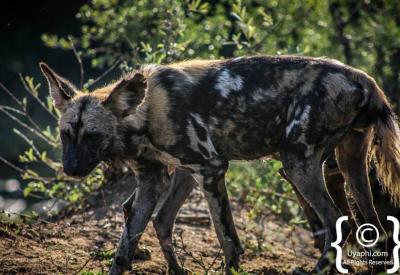 African wild dog pack on the move Madikwe Game Reserve North West South Africa