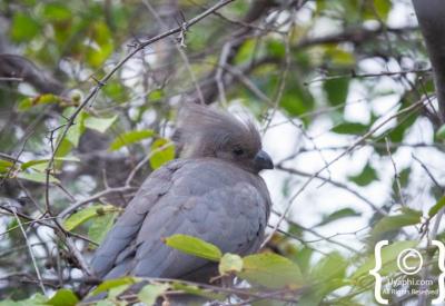 Martial Eagle raptor Madikwe Game Reserve birding North West South Africa