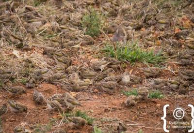 Martial Eagle raptor Madikwe Game Reserve birding North West South Africa