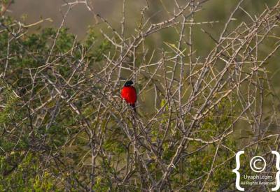Kingfisher species Madikwe Game Reserve 360 bird species North West South Africa