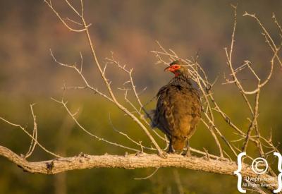 Kingfisher species Madikwe Game Reserve 360 bird species North West South Africa