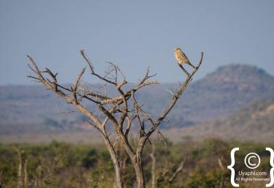 Red-billed Oxpecker on game animal Madikwe Game Reserve North West South Africa