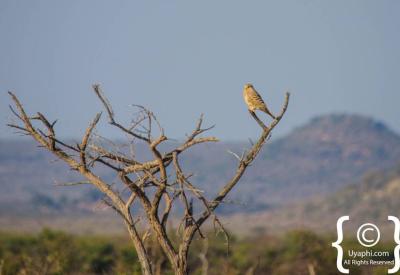 Summer migrant birdlife Madikwe Game Reserve October to April North West South Africa