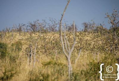 Summer migrant birdlife Madikwe Game Reserve October to April North West South Africa