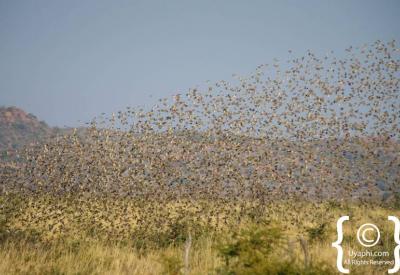 Summer migrant birdlife Madikwe Game Reserve October to April North West South Africa