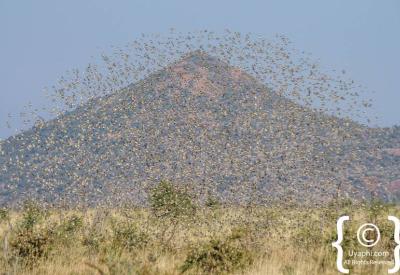 Colourful weaver bird species Madikwe Game Reserve malaria-free North West South Africa