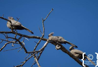 Glossy starling species Madikwe Game Reserve North West Province South Africa birding