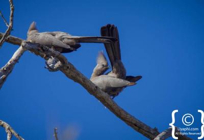 Birds at waterhole Madikwe Game Reserve 360 species North West South Africa