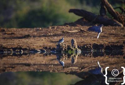 Birds at waterhole Madikwe Game Reserve 360 species North West South Africa