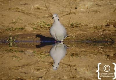 Birds at waterhole Madikwe Game Reserve 360 species North West South Africa