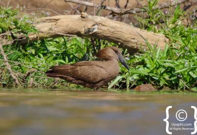 Birdlife photography Madikwe Game Reserve malaria-free 360 species South Africa