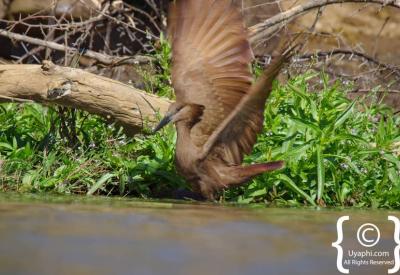 Birdlife photography Madikwe Game Reserve malaria-free 360 species South Africa