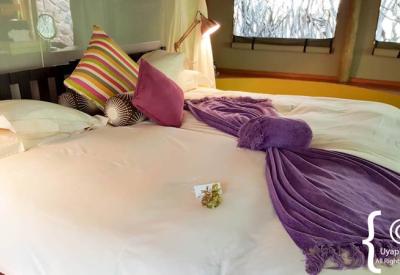 Jaci's Safari Lodge luxury tented room thatched roof Madikwe Game Reserve South Africa