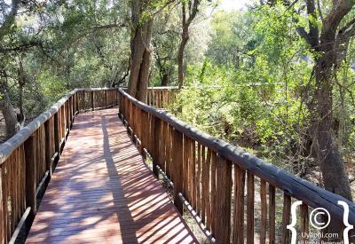 Jaci's Tree Lodge outdoor shower suite Madikwe Game Reserve malaria-free South Africa