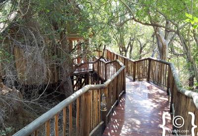 Jaci's Tree Lodge swimming pool Madikwe Game Reserve malaria-free South Africa