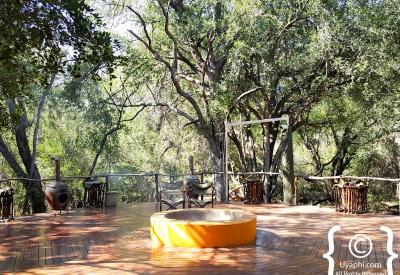 Birdlife around Jaci's Tree Lodge Madikwe Game Reserve North West South Africa