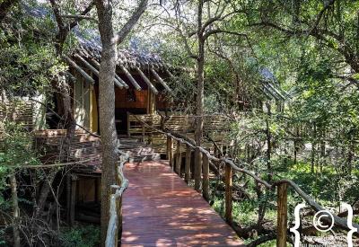 Jaci's Tree Lodge adults-only malaria-free Madikwe Game Reserve South Africa