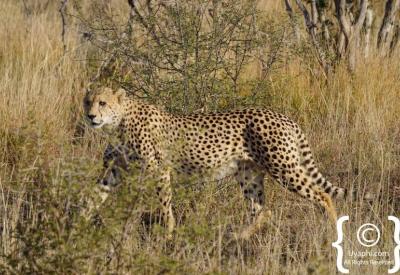 Cheetah perfectly camouflaged in long grass Madikwe Game Reserve South Africa