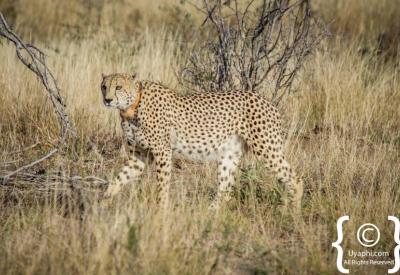 Cheetah gliding silently through Madikwe Game Reserve bushveld South Africa