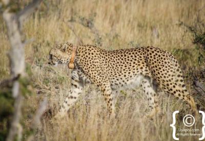 Cheetah alert scanning savannah Madikwe Game Reserve North West South Africa