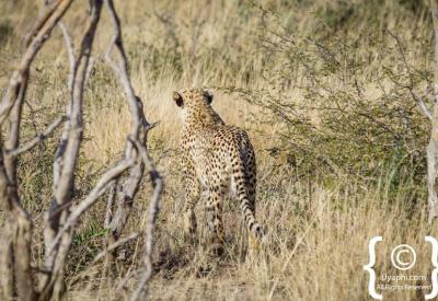 Cheetah alert scanning savannah Madikwe Game Reserve North West South Africa