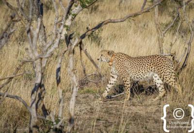 Cheetah expert camouflage dry grass Madikwe Game Reserve South Africa endangered