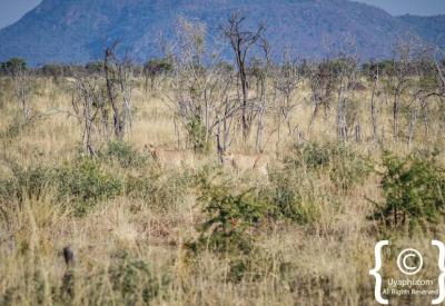 Cheetah expert camouflage dry grass Madikwe Game Reserve South Africa endangered